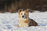 BORDER COLLIE 1194